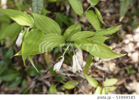 奄美大島　ナンゴクホウチャクソウ　奄美固有種植物　金作原原生林　 53999585