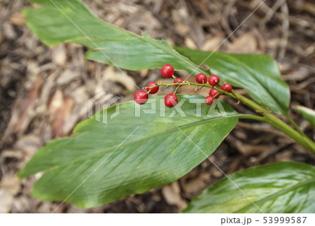 奄美大島　アオノクマタケラン　奄美固有種植物　金作原原生林　 53999587