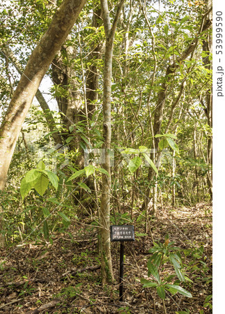 奄美大島　クロガネモチ　奄美固有種植物　金作原原生林　 53999590