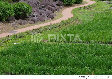 小田原城内の花菖蒲田 小田原城内の花菖蒲田 53999804