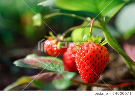 Fresh ripe strawberries in the garden 54000071