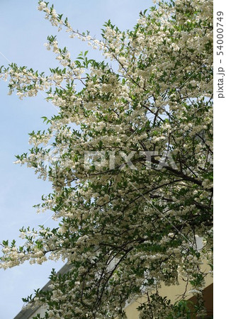 エゴノキの花 エゴノキの花 54000749