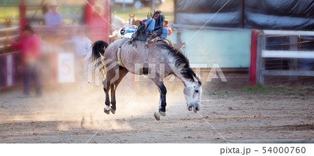 Cowboy Rides A Bucking Horse In Rodeo Event 54000760