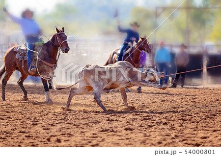 Team Calf Roping At An Australian Country Rodeo Team Calf Roping At An Australian Country Rodeo 54000801
