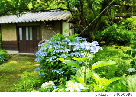 アジサイと水車小屋　東雲の里　出水市　鹿児島県 54000996