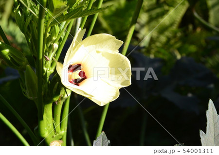 オクラの花 オクラの花 54001311