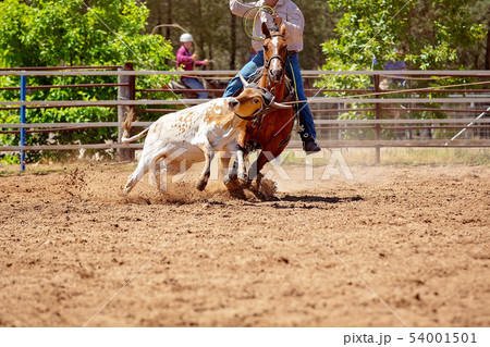 Calf Roping Competition At An Australian Rodeo 54001501