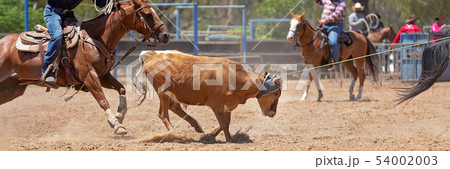 Rodeo Cowboy Team Calf Roping Competition 54002003