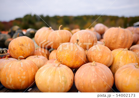 Giant heap of fresh large healthy bio pumpkins on Giant heap of fresh large healthy bio pumpkins on 54002173