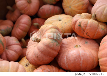 Fresh large healthy bio pumpkins on farmer Fresh large healthy bio pumpkins on farmer 54002215