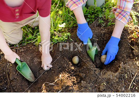 Little boy and woman planting potatoes in the 54002216
