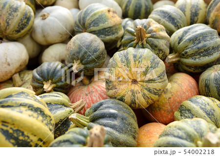 Fresh healthy bio pumpkins on farmer agricultural 54002218