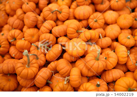Fresh healthy bio pumpkins on farmer agricultural 54002219