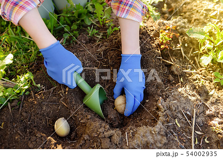 Woman planting potatoes in the backyard 54002935