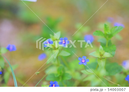 ルリハコベの花 ルリハコベの花 54003007