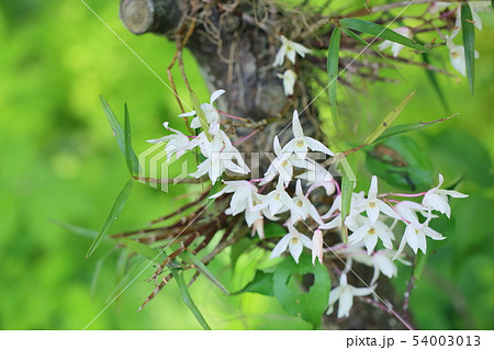 セッコクの花 セッコクの花 54003013