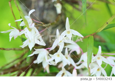 セッコクの花 54003243