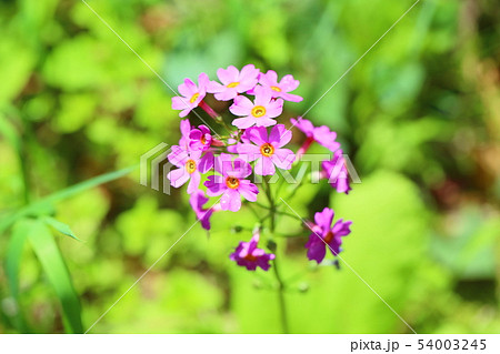 クリンソウの花 54003245