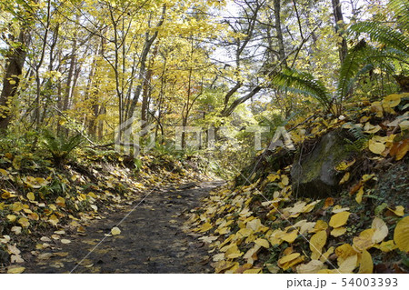 五色沼自然探勝路　五色沼　秋　ぶな　会津 54003393