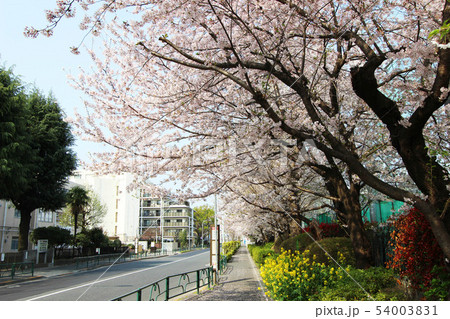 芦花公園付近の桜 54003831