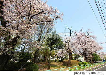希望丘中公園の桜 54003836