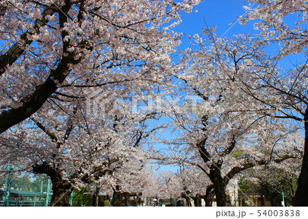 羽根木公園の桜 54003838