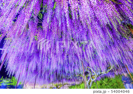 藤の花・ライトアップ 藤の花・ライトアップ 54004046