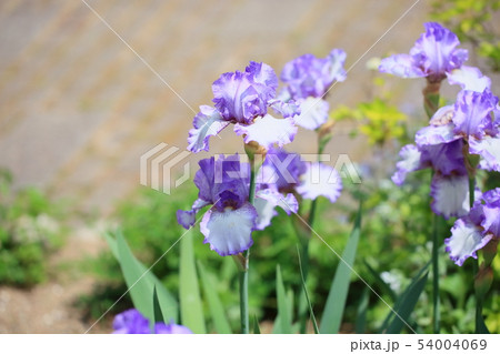 アイリスの花 54004069