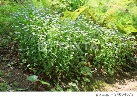 ミヤマヨメナの花 ミヤマヨメナの花 54004075