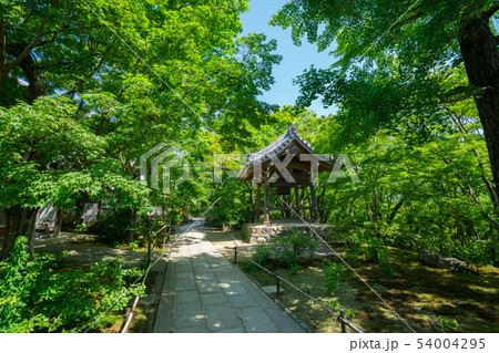 京都　常寂光寺の新緑　 54004295