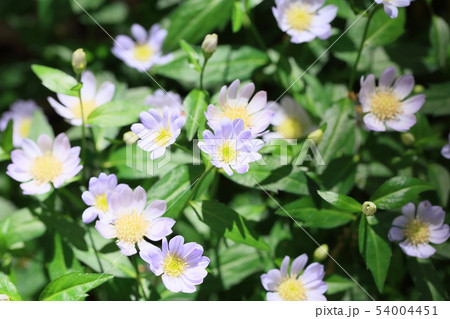 ミヤマヨメナの花 ミヤマヨメナの花 54004451