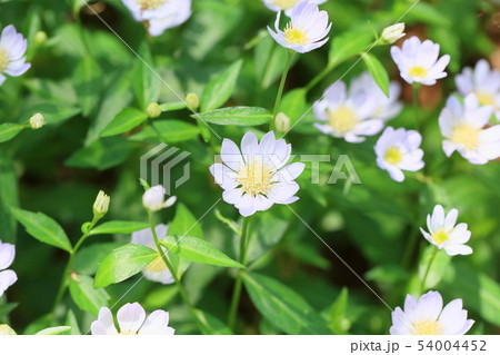 ミヤマヨメナの花 ミヤマヨメナの花 54004452