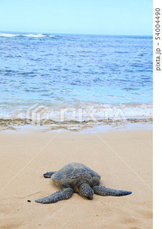 ラニアケアビーチのウミガメ ラニアケアビーチのウミガメ 54004490