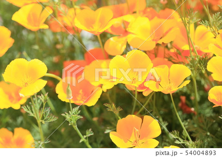 ハナビシソウの花 ハナビシソウの花 54004893