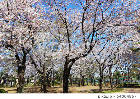 塚山公園の桜 54004967