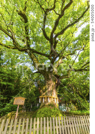 熱田神宮の風景 54005000