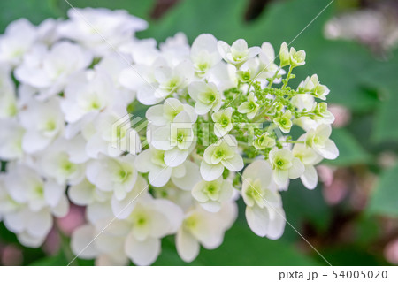 アジサイ　柏葉紫陽花 54005020