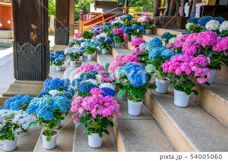 あじさい 宗吾霊堂 54005060