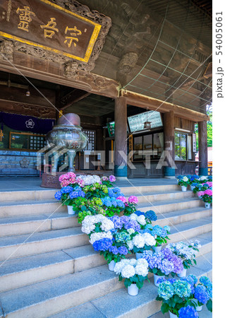 あじさい 宗吾霊堂 54005061