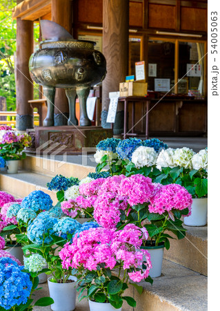 あじさい 宗吾霊堂 54005063