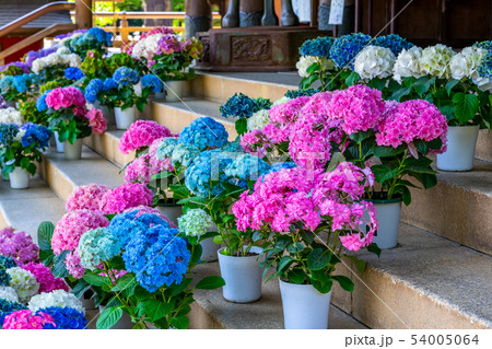 あじさい 宗吾霊堂 54005064