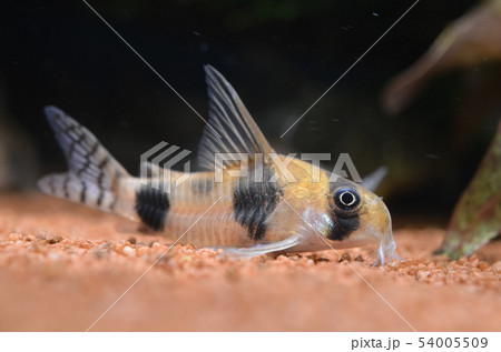 コリドラス 熱帯魚 54005509