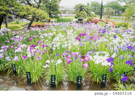 東京都 葛飾区 堀切菖蒲園 江戸系花菖蒲の名所 東京都 葛飾区 堀切菖蒲園 江戸系花菖蒲の名所 54005519