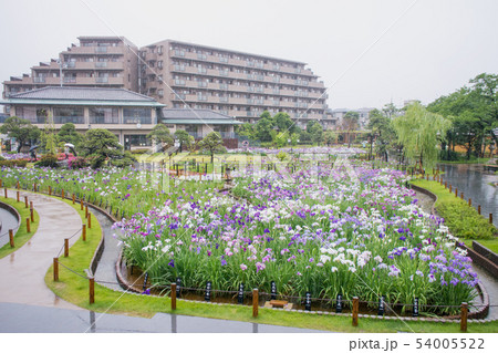 東京都 葛飾区 堀切菖蒲園 江戸系花菖蒲の名所 東京都 葛飾区 堀切菖蒲園 江戸系花菖蒲の名所 54005522