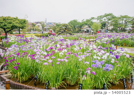 東京都 葛飾区 堀切菖蒲園 江戸系花菖蒲の名所 東京都 葛飾区 堀切菖蒲園 江戸系花菖蒲の名所 54005523
