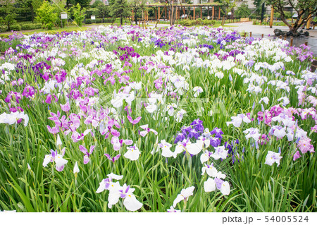 東京都 葛飾区 堀切菖蒲園 江戸系花菖蒲の名所 東京都 葛飾区 堀切菖蒲園 江戸系花菖蒲の名所 54005524