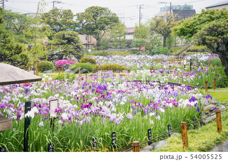 東京都　葛飾区　堀切菖蒲園　江戸系花菖蒲の名所 54005525