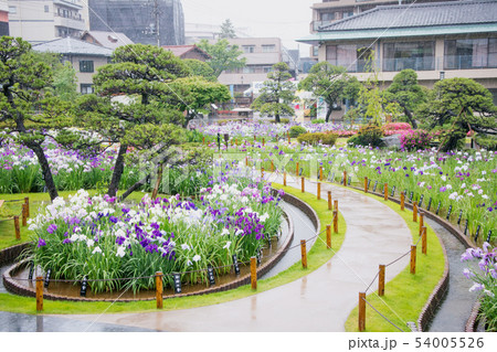 東京都　葛飾区　堀切菖蒲園　江戸系花菖蒲の名所 54005526