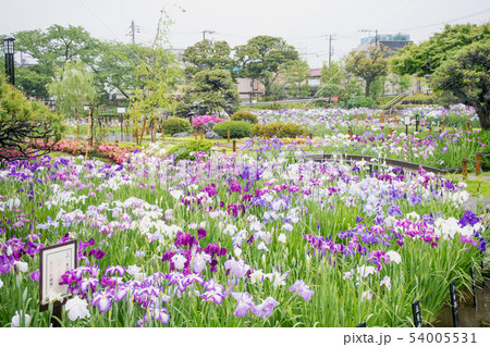 東京都 葛飾区 堀切菖蒲園 江戸系花菖蒲の名所 東京都 葛飾区 堀切菖蒲園 江戸系花菖蒲の名所 54005531