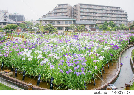 東京都 葛飾区 堀切菖蒲園 江戸系花菖蒲の名所 東京都 葛飾区 堀切菖蒲園 江戸系花菖蒲の名所 54005533